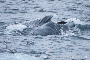 Humpback whales lunge feed on Antarctic krill, engulfing huge mouthfuls of the tiny crustacean, Megaptera novaeangliae, Gerlache Strait