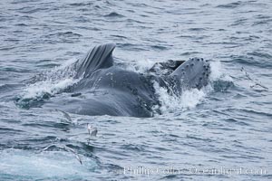Humpback whales lunge feed on Antarctic krill, engulfing huge mouthfuls of the tiny crustacean, Megaptera novaeangliae, Gerlache Strait
