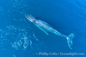 Humpback Whale entangled in fishing gear, aerial photo
