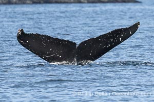 Humpback Whale Fluke ID. Perfect view of the ventral surface of a humpback whale's fluke, as the whale raises its fluke just before diving underwater. The white patches, spots, scratches and scalloping along the trailing edge of the fluke make this whale identifiable when it is observed from year to year, Megaptera novaeangliae, Sitka Sound