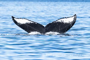 Humpback Whale Fluke ID. Perfect view of the ventral surface of a humpback whale's fluke, as the whale raises its fluke just before diving underwater. The white patches, spots, scratches and scalloping along the trailing edge of the fluke make this whale identifiable when it is observed from year to year, Megaptera novaeangliae, Sitka Sound