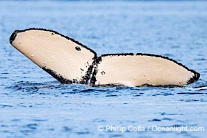 Humpback Whale Fluke ID. Perfect view of the ventral surface of a humpback whale's fluke, as the whale raises its fluke just before diving underwater. The white patches, spots, scratches and scalloping along the trailing edge of the fluke make this whale identifiable when it is observed from year to year, Megaptera novaeangliae, Sitka Sound