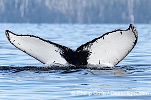 Humpback Whale Fluke ID. Perfect view of the ventral surface of a humpback whale's fluke, as the whale raises its fluke just before diving underwater. The white patches, spots, scratches and scalloping along the trailing edge of the fluke make this whale identifiable when it is observed from year to year, Megaptera novaeangliae, Sitka Sound