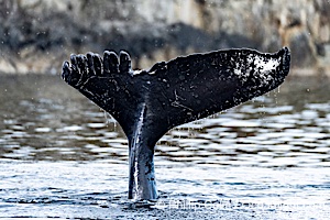 Humpback Whale Fluke ID. Perfect view of the ventral surface of a humpback whale's fluke, as the whale raises its fluke just before diving underwater. The white patches, spots, scratches and scalloping along the trailing edge of the fluke make this whale identifiable when it is observed from year to year, Megaptera novaeangliae, Sitka Sound