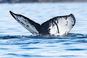 Humpback Whale Fluke ID. Perfect view of the ventral surface of a humpback whale's fluke, as the whale raises its fluke just before diving underwater. The white patches, spots, scratches and scalloping along the trailing edge of the fluke make this whale identifiable when it is observed from year to year, Megaptera novaeangliae, Sitka Sound