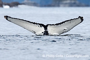 Humpback Whale Fluke ID. Perfect view of the ventral surface of a humpback whale's fluke, as the whale raises its fluke just before diving underwater. The white patches, spots, scratches and scalloping along the trailing edge of the fluke make this whale identifiable when it is observed from year to year, Megaptera novaeangliae, Sitka Sound