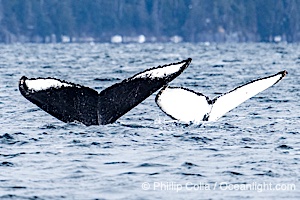 Humpback Whale Fluke ID. Perfect view of the ventral surface of a humpback whale's fluke, as the whale raises its fluke just before diving underwater. The white patches, spots, scratches and scalloping along the trailing edge of the fluke make this whale identifiable when it is observed from year to year, Megaptera novaeangliae, Sitka Sound