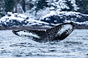 Humpback Whale Fluke ID. Perfect view of the ventral surface of a humpback whale's fluke, as the whale raises its fluke just before diving underwater. The white patches, spots, scratches and scalloping along the trailing edge of the fluke make this whale identifiable when it is observed from year to year, Megaptera novaeangliae, Sitka Sound