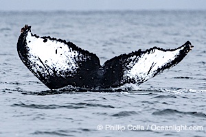 Humpback Whale Fluke ID. Perfect view of the ventral surface of a humpback whale's fluke, as the whale raises its fluke just before diving underwater. The white patches, spots, scratches and scalloping along the trailing edge of the fluke make this whale identifiable when it is observed from year to year, Megaptera novaeangliae, Sitka Sound