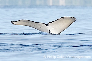 Humpback Whale Fluke ID. Perfect view of the ventral surface of a humpback whale's fluke, as the whale raises its fluke just before diving underwater. The white patches, spots, scratches and scalloping along the trailing edge of the fluke make this whale identifiable when it is observed from year to year, Megaptera novaeangliae, Sitka Sound