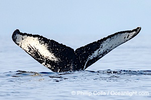 Humpback Whale Fluke ID. Perfect view of the ventral surface of a humpback whale's fluke, as the whale raises its fluke just before diving underwater. The white patches, spots, scratches and scalloping along the trailing edge of the fluke make this whale identifiable when it is observed from year to year, Megaptera novaeangliae, Sitka Sound