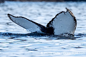 Humpback Whale Fluke ID. Perfect view of the ventral surface of a humpback whale's fluke, as the whale raises its fluke just before diving underwater. The white patches, spots, scratches and scalloping along the trailing edge of the fluke make this whale identifiable when it is observed from year to year, Megaptera novaeangliae, Sitka Sound