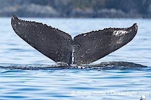 Humpback Whale Fluke ID. Perfect view of the ventral surface of a humpback whale's fluke, as the whale raises its fluke just before diving underwater. The white patches, spots, scratches and scalloping along the trailing edge of the fluke make this whale identifiable when it is observed from year to year, Megaptera novaeangliae, Sitka Sound