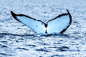 Humpback Whale Fluke ID. Perfect view of the ventral surface of a humpback whale's fluke, as the whale raises its fluke just before diving underwater. The white patches, spots, scratches and scalloping along the trailing edge of the fluke make this whale identifiable when it is observed from year to year, Megaptera novaeangliae, Sitka Sound