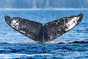 Humpback Whale Fluke ID. Perfect view of the ventral surface of a humpback whale's fluke, as the whale raises its fluke just before diving underwater. The white patches, spots, scratches and scalloping along the trailing edge of the fluke make this whale identifiable when it is observed from year to year, Megaptera novaeangliae, Sitka Sound