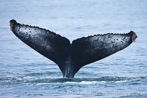 Perfect view of the ventral surface of a humpback whales fluke, as the whale raises its fluke just before diving underwater.  The white patches and scalloping along the trailing edge of the fluke make this whale identifiable when it is observed from year to year, Megaptera novaeangliae, Santa Rosa Island, California