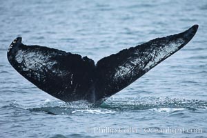 Perfect view of the ventral surface of a humpback whales fluke, as the whale raises its fluke just before diving underwater.  The white patches and scalloping along the trailing edge of the fluke make this whale identifiable when it is observed from year to year, Megaptera novaeangliae, Santa Rosa Island, California
