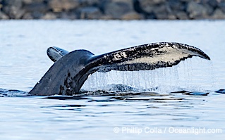 Humpback whale fluke raised out of the water before a dive, Megaptera novaeangliae, Sitka Sound