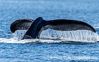 Humpback whale fluke raised out of the water before a dive, Megaptera novaeangliae, Sitka Sound