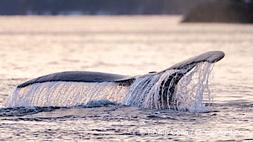 Humpback whale fluke raised out of the water before a dive, Megaptera novaeangliae, Sitka Sound