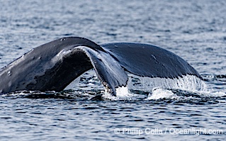 Humpback whale fluke raised out of the water before a dive, Megaptera novaeangliae, Sitka Sound