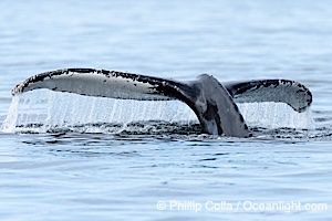 Humpback whale fluke raised out of the water before a dive, Megaptera novaeangliae, Sitka Sound