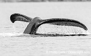 Humpback whale fluke raised out of the water before a dive, Megaptera novaeangliae, Sitka Sound
