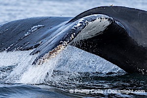Humpback whale fluke raised out of the water before a dive, Megaptera novaeangliae, Sitka Sound