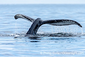 Humpback whale fluke raised out of the water before a dive, Megaptera novaeangliae, Sitka Sound