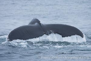 Scarring of this humpback whale's fluke allow researchers to identify this particular whale from season to season, Megaptera novaeangliae, Santa Rosa Island, California