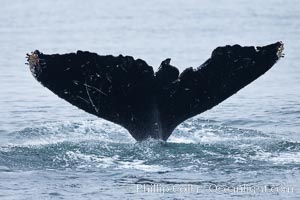 Scarring of this humpback whale's fluke allow researchers to identify this particular whale from season to season, Megaptera novaeangliae, Santa Rosa Island, California