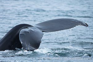 Scarring of this humpback whale's fluke allow researchers to identify this particular whale from season to season, Megaptera novaeangliae, Santa Rosa Island, California