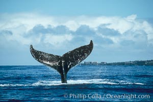 Humpback whale holding fluke (tail) aloft out of the water.