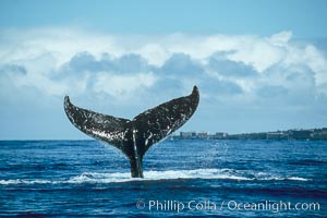 Humpback whale holding fluke (tail) aloft out of the water, Megaptera novaeangliae, Maui