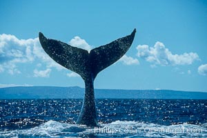 Humpback whale holding fluke (tail) aloft out of the water.