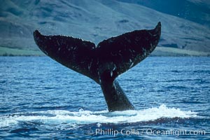 Humpback whale holding fluke (tail) aloft out of the water, Megaptera novaeangliae, Maui