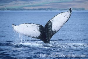 Humpback whale fluking up, ventral aspect of fluke visible.