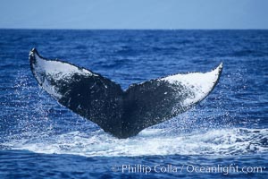 Humpback whale fluking up, ventral aspect of fluke visible, Megaptera novaeangliae, Maui