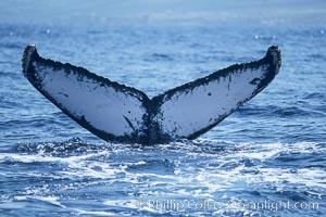 Humpback whale fluking up, ventral aspect of fluke visible, Megaptera novaeangliae, Maui