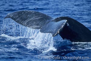 Humpback whale fluking up prior to a dive, Megaptera novaeangliae, Maui