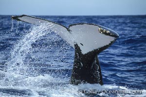 Humpback whale fluking up, raising tail before diving, ventral aspect of fluke visible, Megaptera novaeangliae, Maui