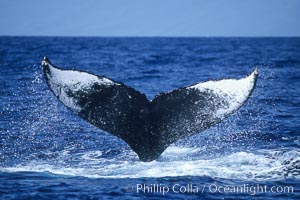 Humpback whale fluking up, ventral aspect of fluke visible, Megaptera novaeangliae, Maui