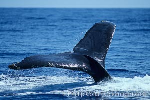 Humpback whale fluking up, raising tail before diving,, Megaptera novaeangliae, Maui