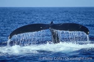 Humpback whale fluking up, raising tail before diving, Megaptera novaeangliae, Maui