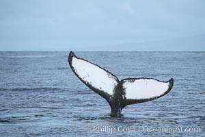 Humpback whale fluking up, ventral aspect of fluke visible, Megaptera novaeangliae, Maui