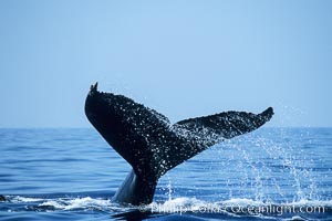 Humpback whale fluking up, ventral aspect of fluke visible, Megaptera novaeangliae, Maui