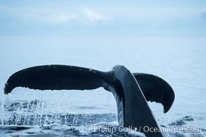 Humpback whale fluking up, raising tail before diving.