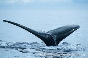 Humpback whale fluking up, raising tail before diving, Megaptera novaeangliae, Maui