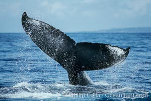 Humpback whale fluking up prior to a dive, Megaptera novaeangliae, Maui