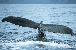 Humpback whale fluking up, raising tail before diving, Megaptera novaeangliae, Maui